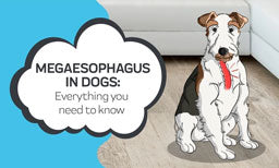 everything you need to know about megasophagus