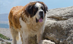 the caucasian shepherd