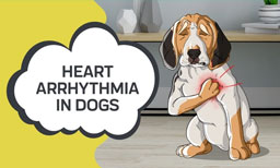 Heart Arrhythmia in Dogs