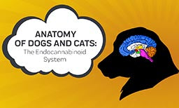 anatomy of dogs and cats