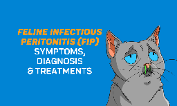 feline infectious peritonitis 