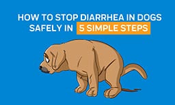 How to Stop Diarrhea in Dogs Safely: Learn To Treat Your Dogs in 5 Simple Steps