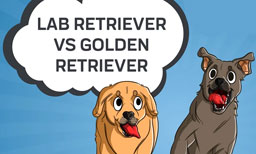 lab retriever vs golden retriever