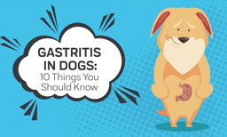 gastritis in dogs