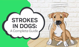 Strokes In Dogs: A Complete Guide