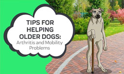 Tips For Helping Older Dogs with Arthritis and Mobility Problems