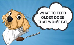 What to Feed Older Dogs That Won’t Eat