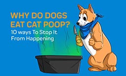 Why Do Dogs Eat Cat Poop? 10 ways To Stop It From Happening