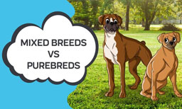 mixed breeds vs purebreds