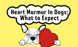 heart murmur in dogs