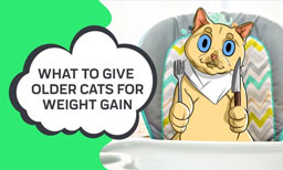 What to Give Older Cats for Weight Gain