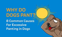 Why Do Dogs Pant? 8 Common Causes For Excessive Panting in Dogs
