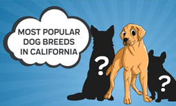 most popular dog breeds in california