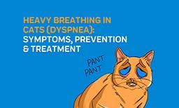 heavy breathing dyspnea in cats