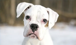 myths about white boxer