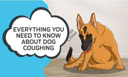 Everything You Need to Know About Dog Coughing