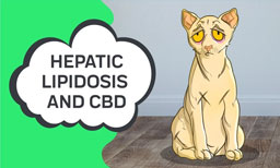 hepatitis in cats