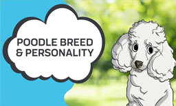 poodle personality 