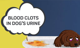 Blood Clots in Dog’s Urine