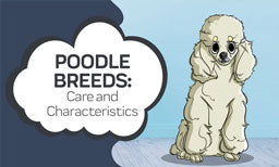 poodle breeds