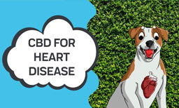 how cbd can help with heart disease