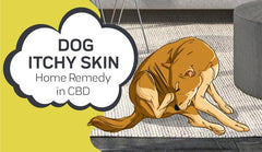 Dog Itchy Skin Home Remedy in CBD: A Natural Alternative