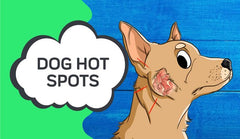 Hot Spots On Dogs : What To Look For And How To Treat Them