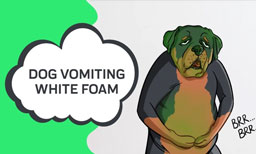 Dog Vomiting White Foam