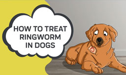 how to treat ringworm in dogs