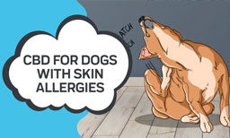 CBD for Dogs with Skin Allergies