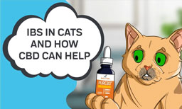 ibs in cats and how cbd can help