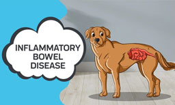 inflammatory bowel disease in dogs