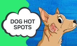 Hot Spots On Dogs: The Symptoms and Alternative Remedies For Your Itchy Dog