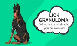 lick granuloma