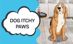 Dog Itchy Paws