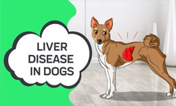 liver disease in dogs