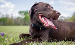 chocolate labs have shorter lifespans