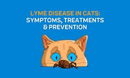 lyme disease in cats