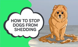 How to Stop Dogs from Shedding