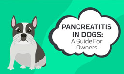 pancreatitis in dogs