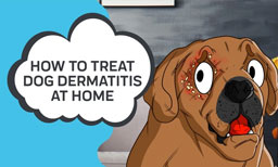 How to Treat Dog Dermatitis at Home