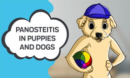 panosteitis in puppies and dogs