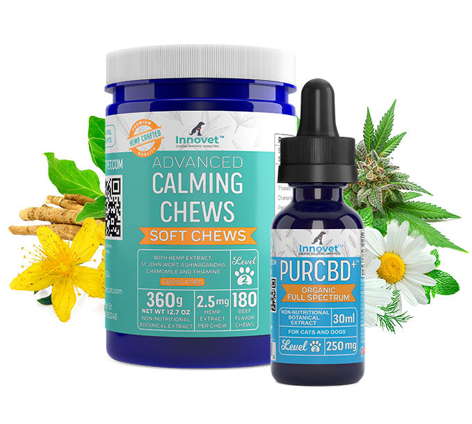 Benefits of CBD Oil for Pets