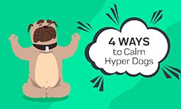 4 Ways to Calm Hyper Dogs