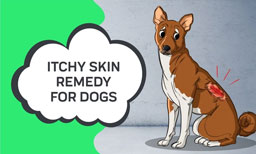 Itchy Skin Remedy For Dogs