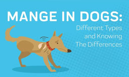 Mange in Dogs: Different Types and Knowing The Differences