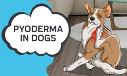 pyoderma in dogs
