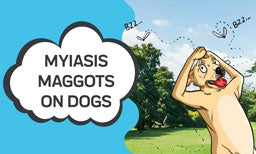 Myiasis: Maggots on Dogs