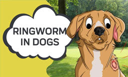 ringworm in dogs