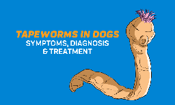 tapeworm in dogs